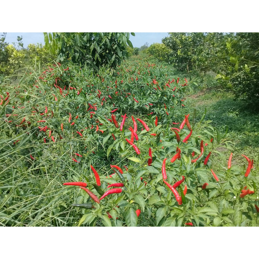 Hạt giống ớt chỉ thiên trái dài siêu cay- rau củ quả trồng chậu, sân vườn ban công nảy mầm cao 0.1gr RADO911