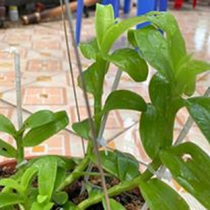 Hoa lan phi điệp-tím yên tử(cao 30cm ,trồng thuần ấm chậu) + Tặng 02 cây nhót ngọt