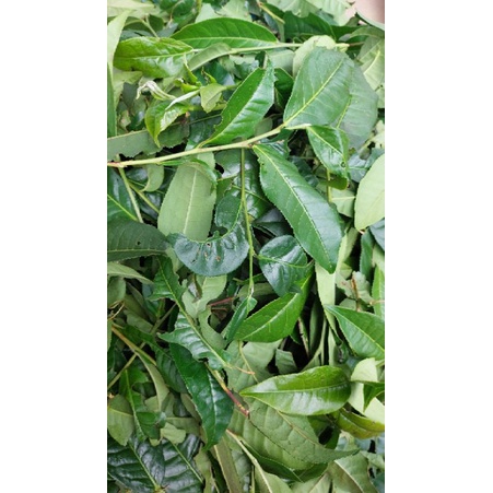 Trà xanh lâm đồng 500g