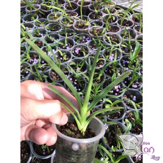 Cây giống lan kiếm Phan Trí (combo 3 cây)