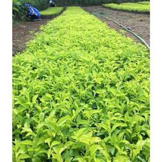 cây chuỗi ngọc (Ảnh thật số 2).
