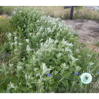 50h Hạt Giống Ngải Cứu Nhật Bản (B3.203| A4*V65*M002)