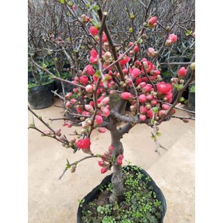CÂY HOA ĐÀO ĐỎ NHẬT