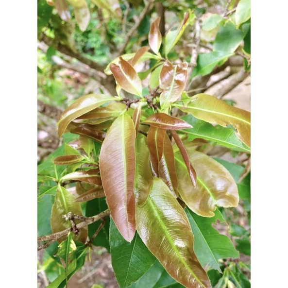 Phân bón vi lượng MAGIE KẼM  giúp lá to, xanh dày, bóng mượt, tăng khả năng quang hợp cho bộ lá.