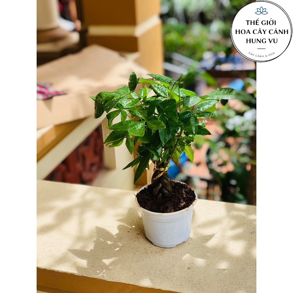 cây kim ngân đuôi sam (ảnh thật)..