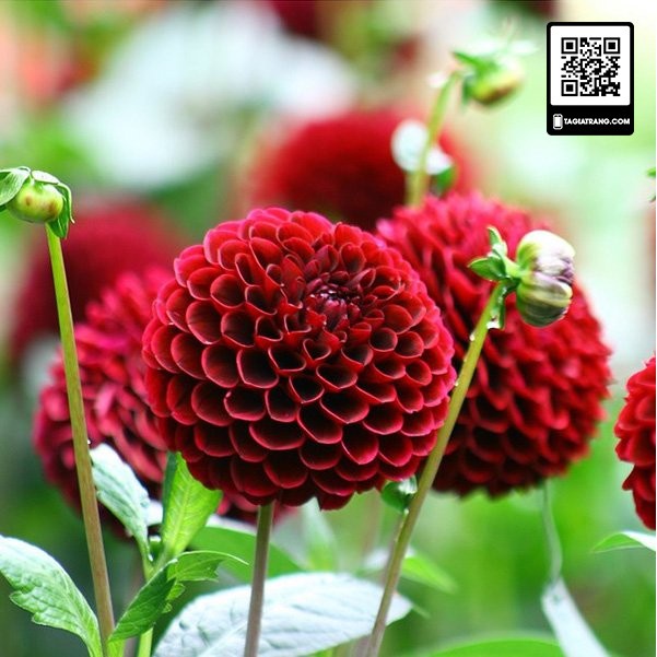 Hạt giống hoa thược dược tổ ong mix