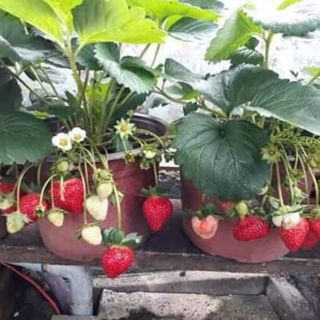 10 cây giống dâu tây mỹ siêu trái