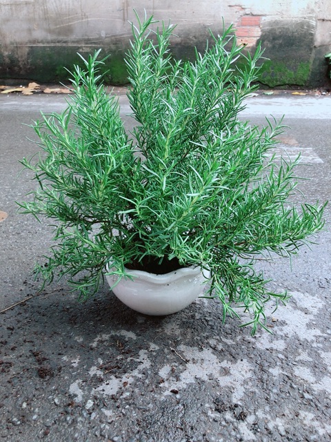 Chậu Hương Thảo Lớn