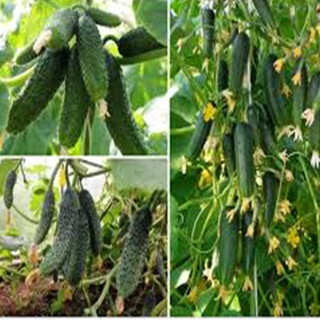 Hạt giống dưa chuột bao tử gói 30 hạt
