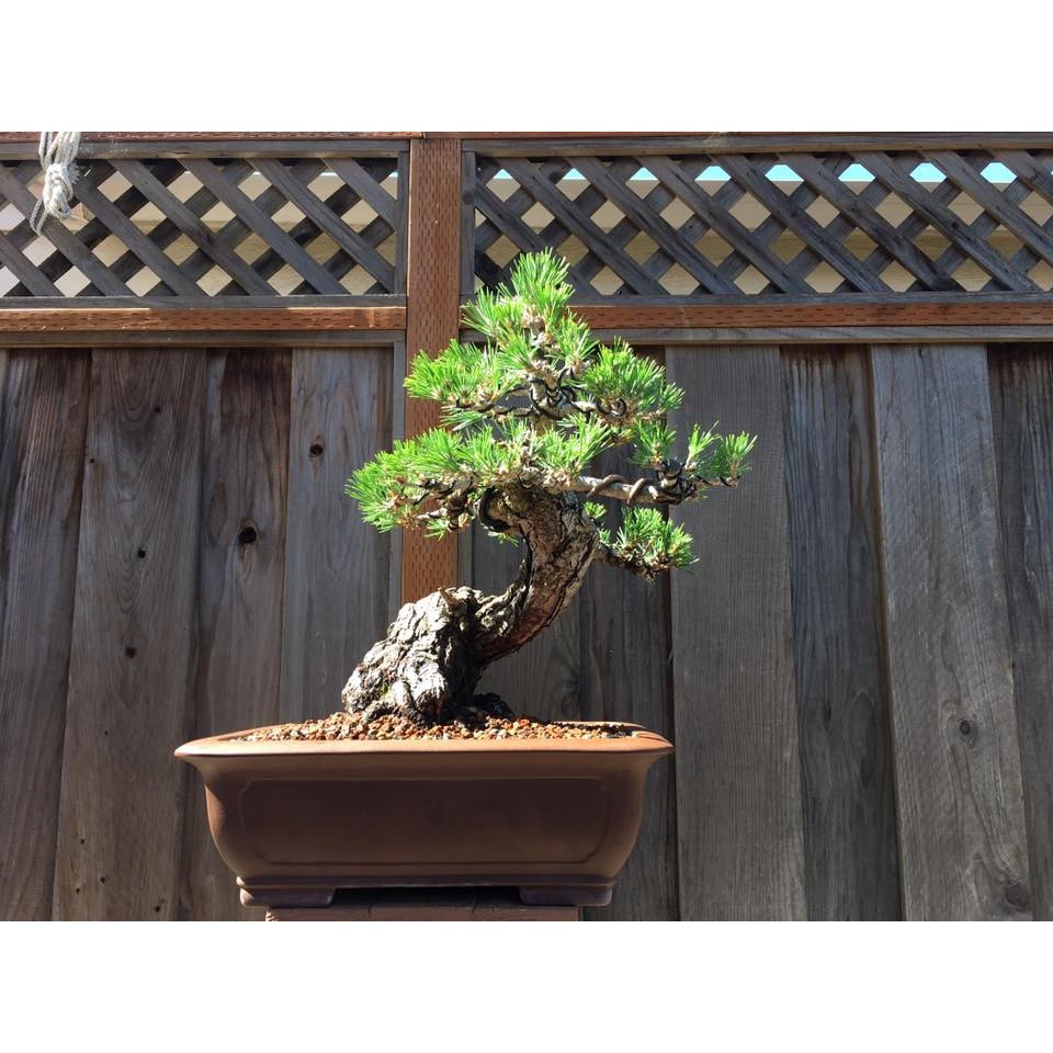 Hạt giống cây thông đen