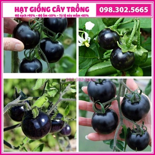 Hạt giống cà chua quả đen F1 cao sản dễ trồng dễ chăm sóc - Gói 10 hạt
