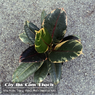 Cây Đa Cẩm Thạch, đa búp đỏ cẩm thạch