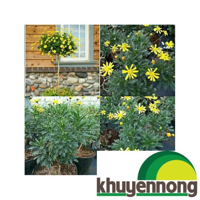 Gói 50 hạt giống cúc thân gỗ