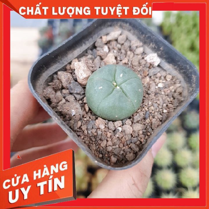 Xương rồng lopho ❌ FREE SHIP ❌   Xuất xứ Đà Lạt, đã thuần khí hậu