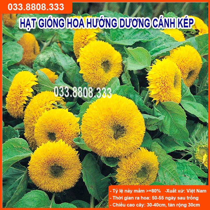 Hạt Giống Hoa Hướng Dương Vàng Cánh Kép  -Tỷ Lệ Nảy Mầm Cao