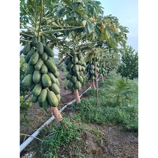 Hạt giống Đu đủ ruột vàng Long An (10 hạt)