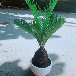 Vạn tuế kèm chậu sứ