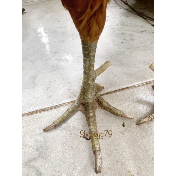 Trứng Gà Nòi Mỹ Ấp Nở