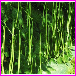 [ Hạt giống Rau] Gói 20g đậu đũa Đài Loan hạt trắng - Mina Shop