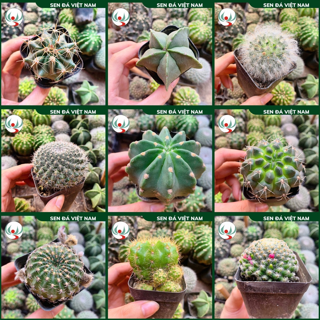 |FREESHIP| Xương rồng đủ loại - Thanh sơn, móng rồng, bánh sinh nhật, tai thỏ, thần long,aster, Echino,trứng chim