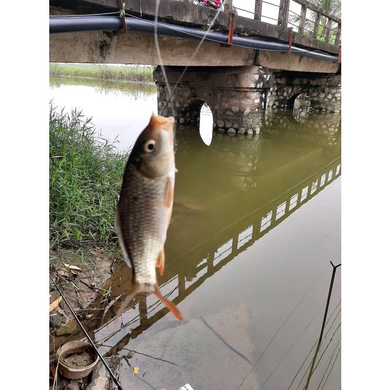 Trục thẻo câu đơn đài buộc sẵn tàng hình size 3m6 4m5 5m4 6m3