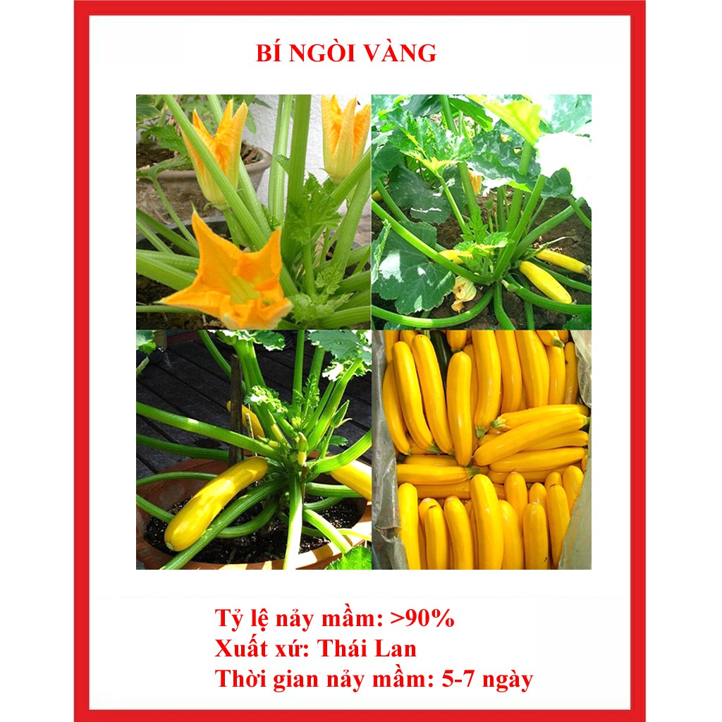 hạt giống bí ngòi vàng 15 hạt