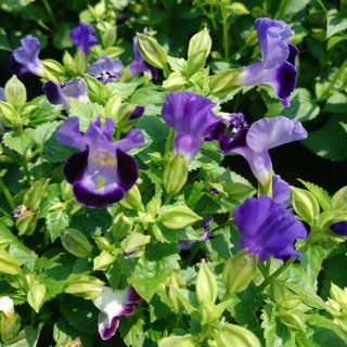 Cây hoa păng xê- Trang trí sân vườn- Decor- Phong thuỷ- Cây hoa kiểng Đồng Tháp