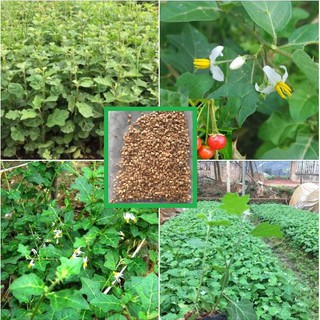 COMBO 2 gói hạt giống cây cà gai leo vị thuốc