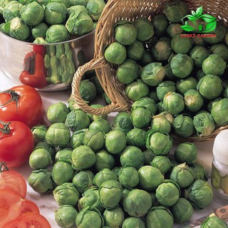 Hạt giống rau bắp cải tí hon xanh