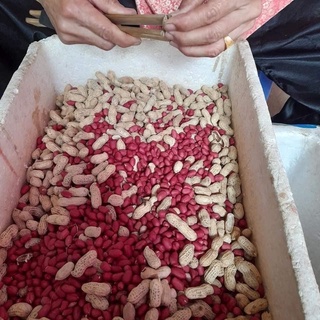 Lạc đỏ nương Điện Biên
