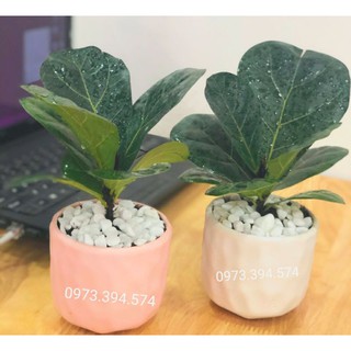 Cây Bàng Singgapo Để Bàn _ Cây khoẻ dễ chăm sóc