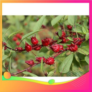 Hạt Giống Atiso Đỏ - 10 Hạt VIETGAR
