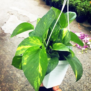 Combo chậu treo + cây trầu bà cẩm thạch