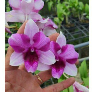 Cây hoa lan dendro mini KingKong