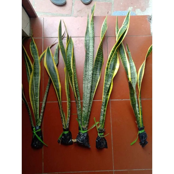 cây lưỡi hổ 60-80cm( không có bầu đất)
