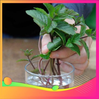 [TOP] Hạt Giống Cây Bạc Hà -50 Hạt [ Tặng Kèm 1 Viên Nén Xơ Dừa ] VIETGAR