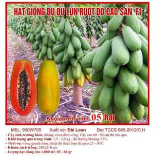 5h Hạt Giống Đu Đủ Lùn Ruột Đỏ Trái Lớn (Carica papaya)  TRỢ GIÁ TỐT ƯU ĐÃI TRONG NGÀY HẠ GIÁ  TẶNG TÚI HẠT HOT