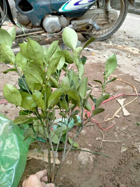CÂY QUẤT GIỐNG CAO HƠN 70CM ĐANG RA HOA VÀ TRÁI NON