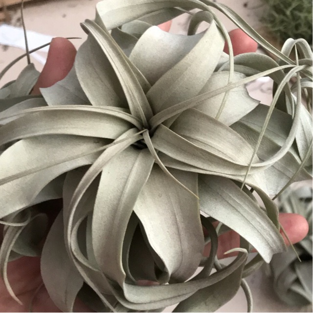 Cây không khí nữ hoàng-Tillandsia xerographica