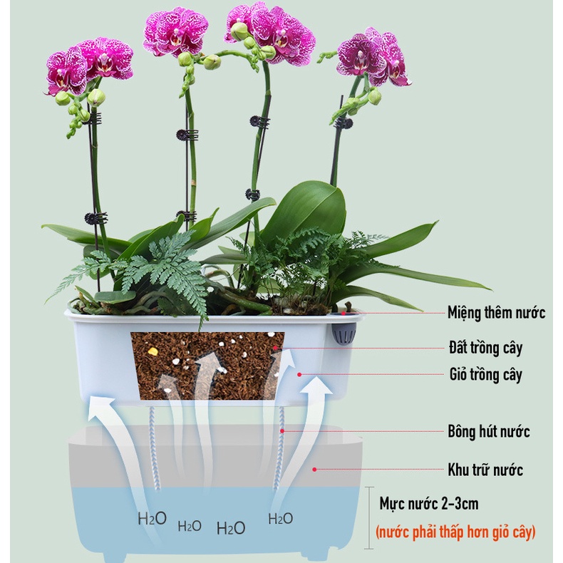 Chậu cây để bàn Oliz Gerta 211. Chậu trồng cây thông minh tự tưới