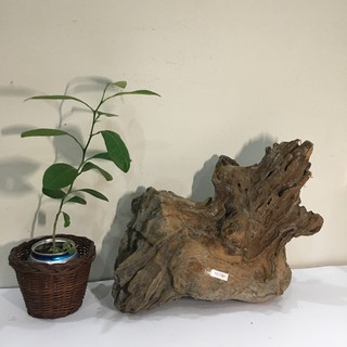 Nu lũa cảnh, gỗ lũa bon sai, tiểu cảnh, bán cạn