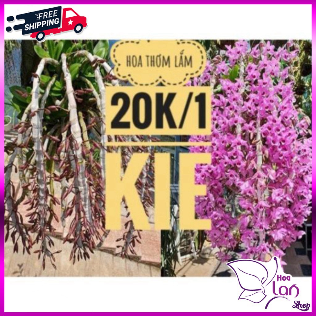 Phong Lan 🍀FREESHIP🍀 Lan Trầm rừng tím [ Siêu Rẻ ]