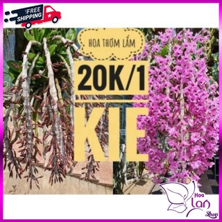 Phong Lan 🍀FREESHIP🍀 Lan Trầm rừng tím [ Siêu Rẻ ]