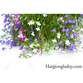 Hạt Giống Hoa Loberia (Thúy Điệp)