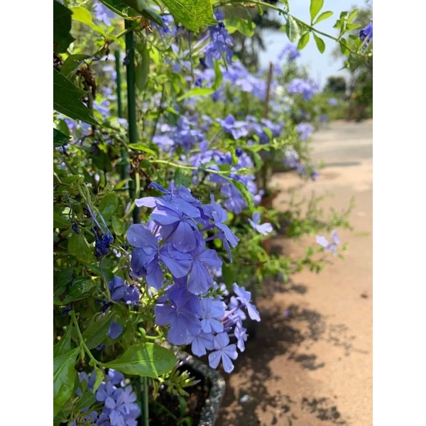 Hoa bạch xà