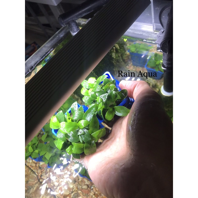 Cây Ráy Nana  - Đã dưỡng trong hồ thủy sinh