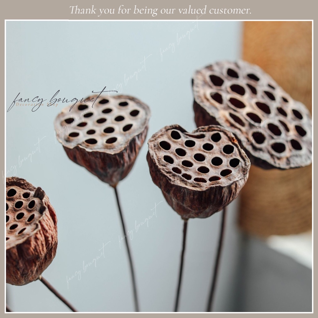 Đài hoa sen khô tự nhiên ❤️FREESHIP❤️ 4 Mẫu Đài sen trang trí decor