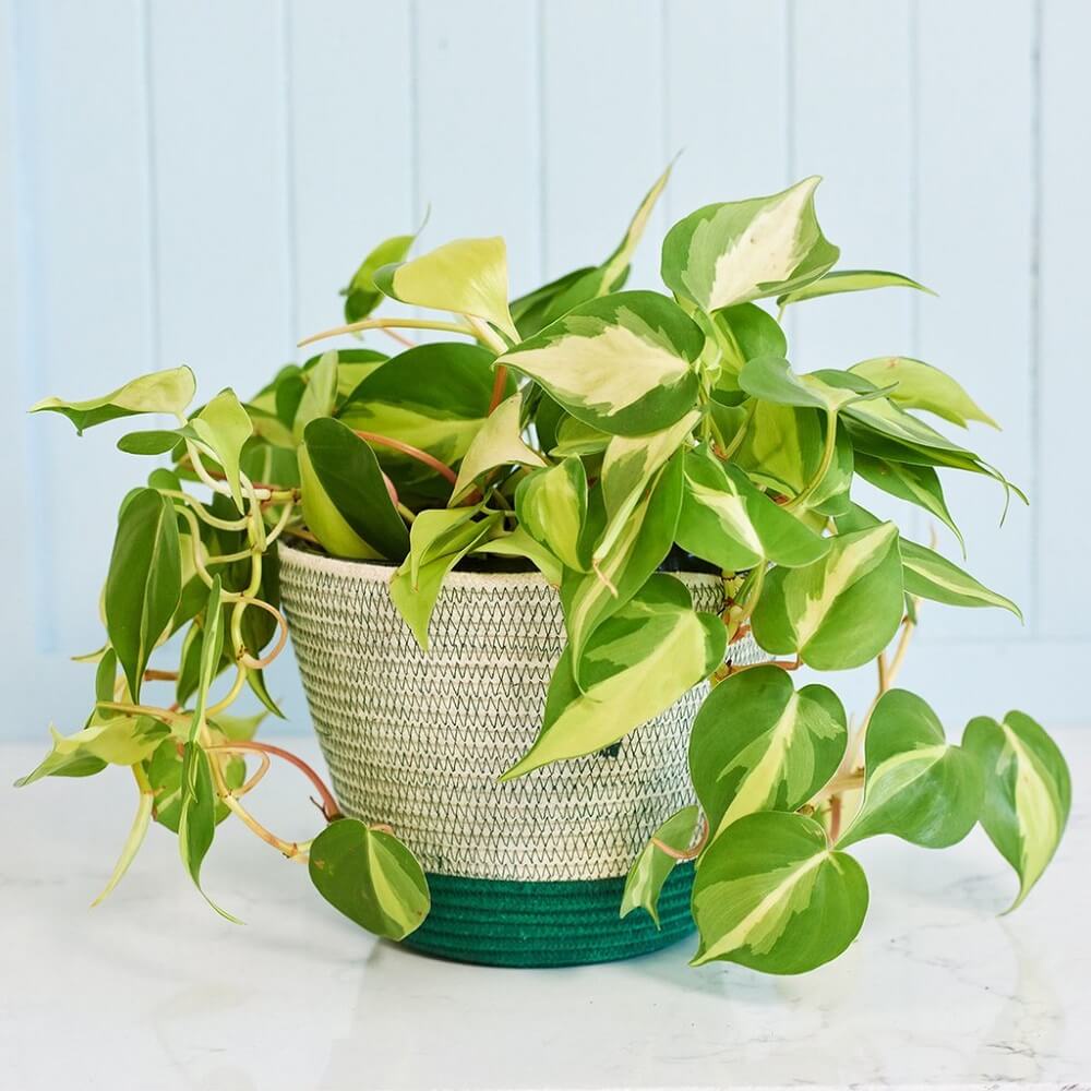 Chậu giống Philodendron hederaceum ‘Brasil’ (Philodendron ‘Brasil’, Trầu Bà Brasil) chậu nhựa