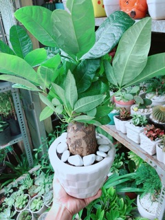 Chậu Kim Ngân Chân Voi