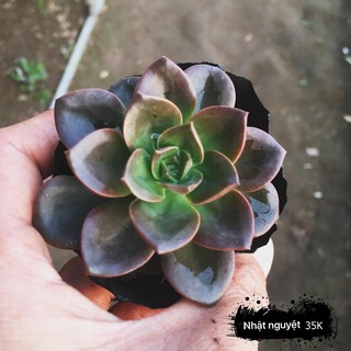 SEN ĐÁ NHẬT NGUYỆT